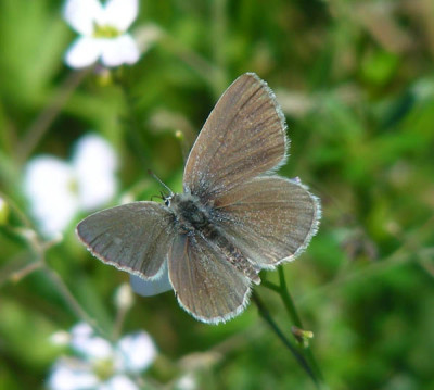 schmetterling_am_georgenberg2.jpg