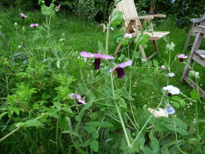 Erbsenschmetterlinge.jpg