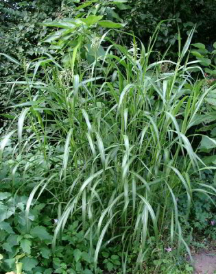 08070010_Gras_Kroatien.JPG