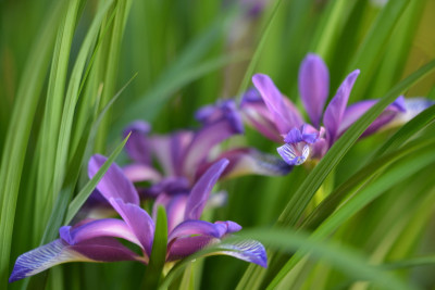 Iris graminea.jpg