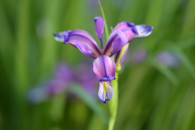 Iris graminea 2.jpg