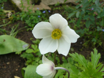 Anemone sylvestris Großes Windröschen.jpg