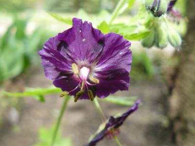 Geranium phaeum Raven brauner Storchschnabel.jpg