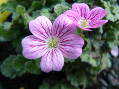 Erodium x variable ´ Bishop´ Zwergiger Reiherschnabel.jpg