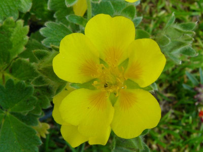 Potentilla megalantha (fragiformis)  Großblühtiges Fingerkraut.jpg