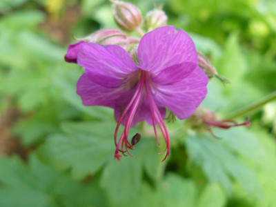 Geranium macrorrhizum Czakor Balkan Storchschnabel.jpg
