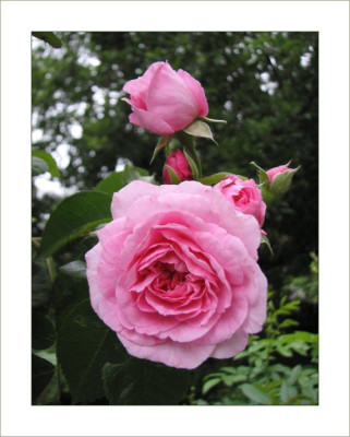 Gertrude_Jekyll_II_DO_3105.jpg