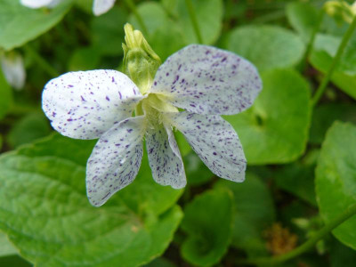 Viola sororia 'Freckles' - Pfingst-Veilchen.JPG