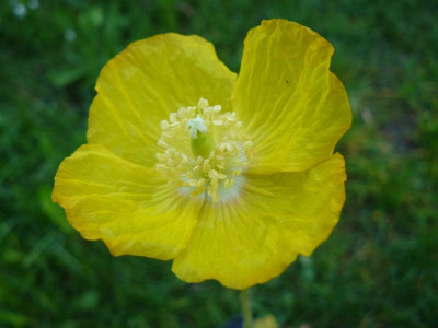 Meconopsis cambrica      Wald Scheinmohn.jpg