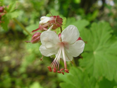 Geranium macrorrhizum Spessart Balkan Storchschnabel.jpg