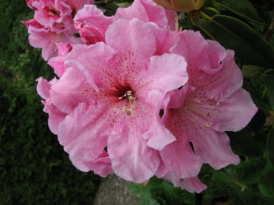 discolor_Hybr_80.jpg