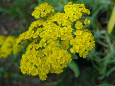 Achillea tomentosa       Goldgelbe Teppich – Garbe.jpg