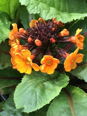 2019 05 22 primel.jpg