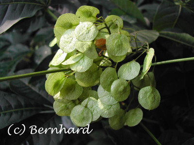 ptelea_trifoliata_8.jpg