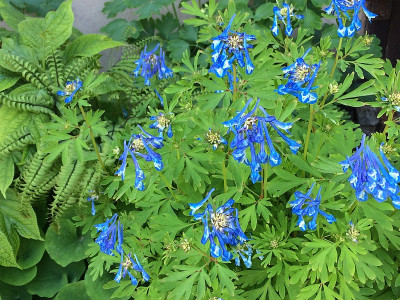 2019 05 22 Corydalis.jpg