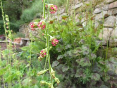 Tellima grandiflora 20190522.JPG