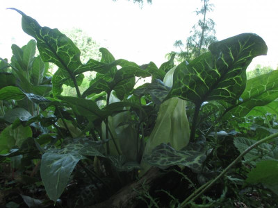 Arum italicum 20190522_01.JPG