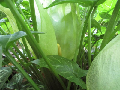 Arum italicum 20190522_02.JPG