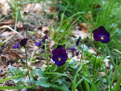 Viola cornuta Bowles Black Strain P4220470.JPG