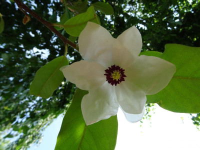 Magnolia wilsonii Mai 2019.JPG