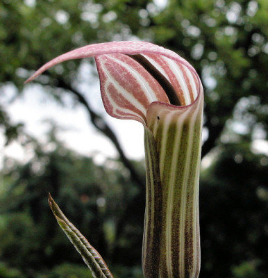 A.candiss_u1.jpg