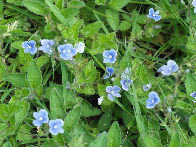 blaue_blumen.jpg