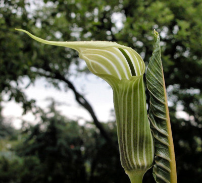 A.candiss_u2.jpg