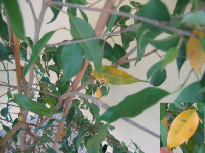 myFicus.jpg
