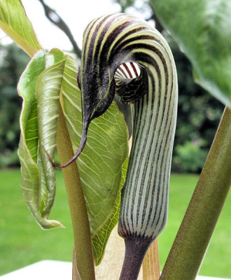 A.fargesii_u.jpg