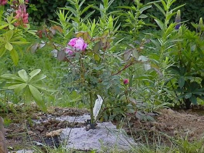 AlanTitchmarsh_07.JPG