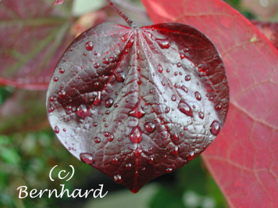 cercis_canadensis_forest_pa.jpg