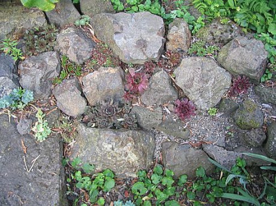 Steingartenbeet_fars_2007.jpg
