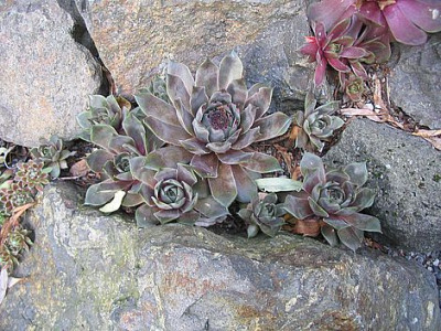 Steingartenbeet_2_fars_2007.jpg
