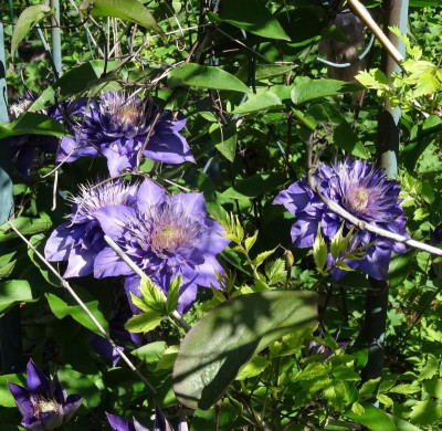 clematis03.jpg