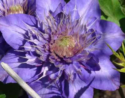 clematis04.jpg