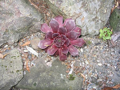 Steingartenbeet_3_fars_2007.jpg