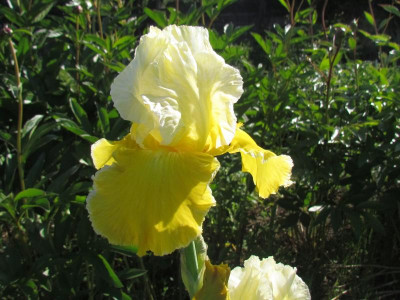 Canary Delight.jpg