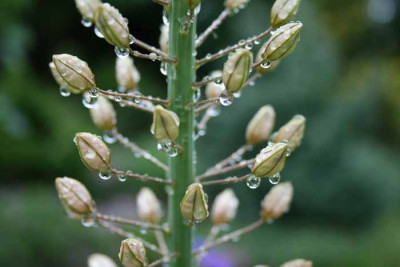 C0508_Eremurusknospe_nach_Regen.jpg