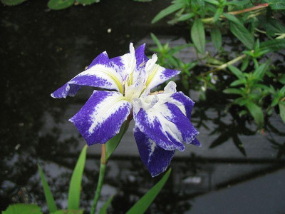 Iris_laevigata_fars_2007.jpg
