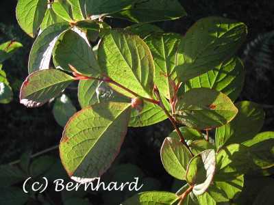 stewartia_pseudocamellia_b2.jpg