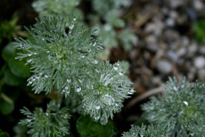 C0565_Artemisia_nana_nach_Regen.jpg