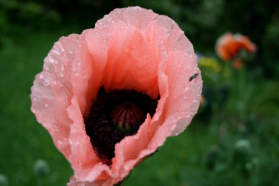 C0540_Papaver_orientale_rosa_mit_Tropfen.jpg