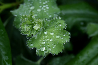 C0522_Alchemillablatt_mit_Tropfen.jpg