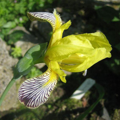 Iris_variegata_5244_r11.jpg
