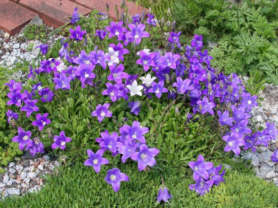 Campanula saxifraga 24.05.19.JPG