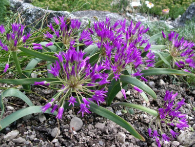 Allium falcifolium 24.05.19.JPG