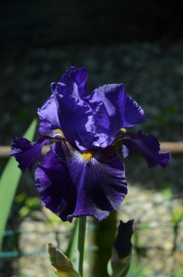 D4735 (Large).JPG