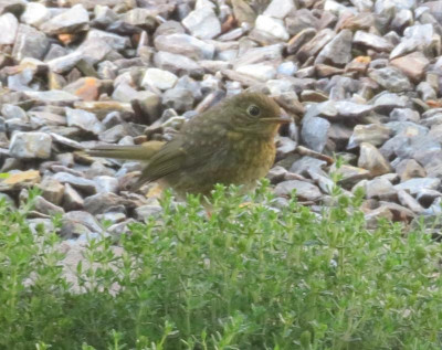 2019_05_Jungvogel.png