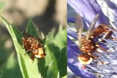 schwebfliege.jpg