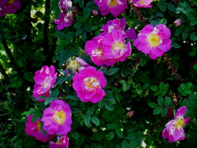 Haspina Violett_RIMG1046.JPG